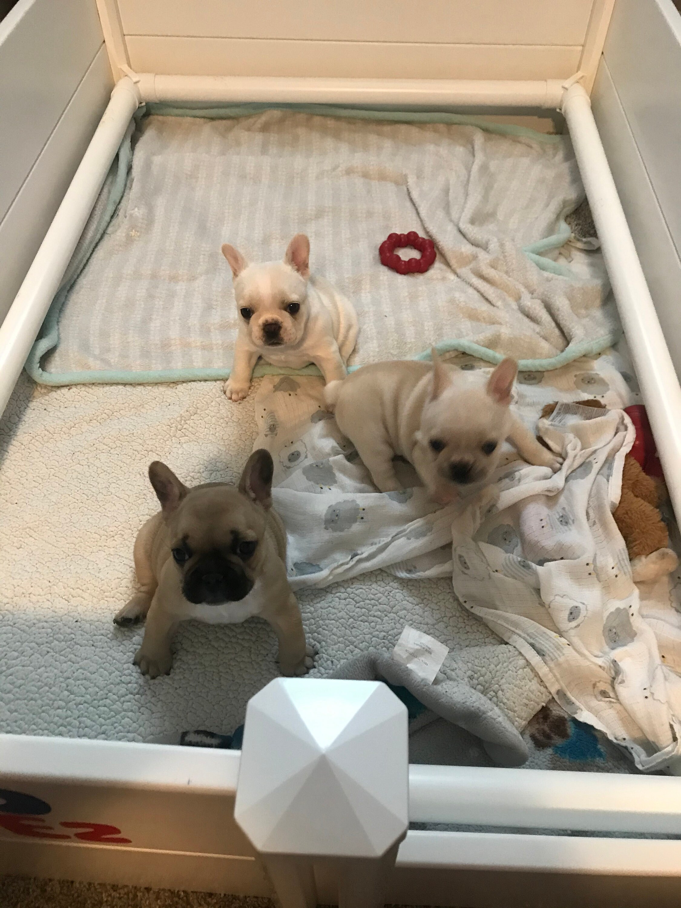 Dog hot sale birthing box