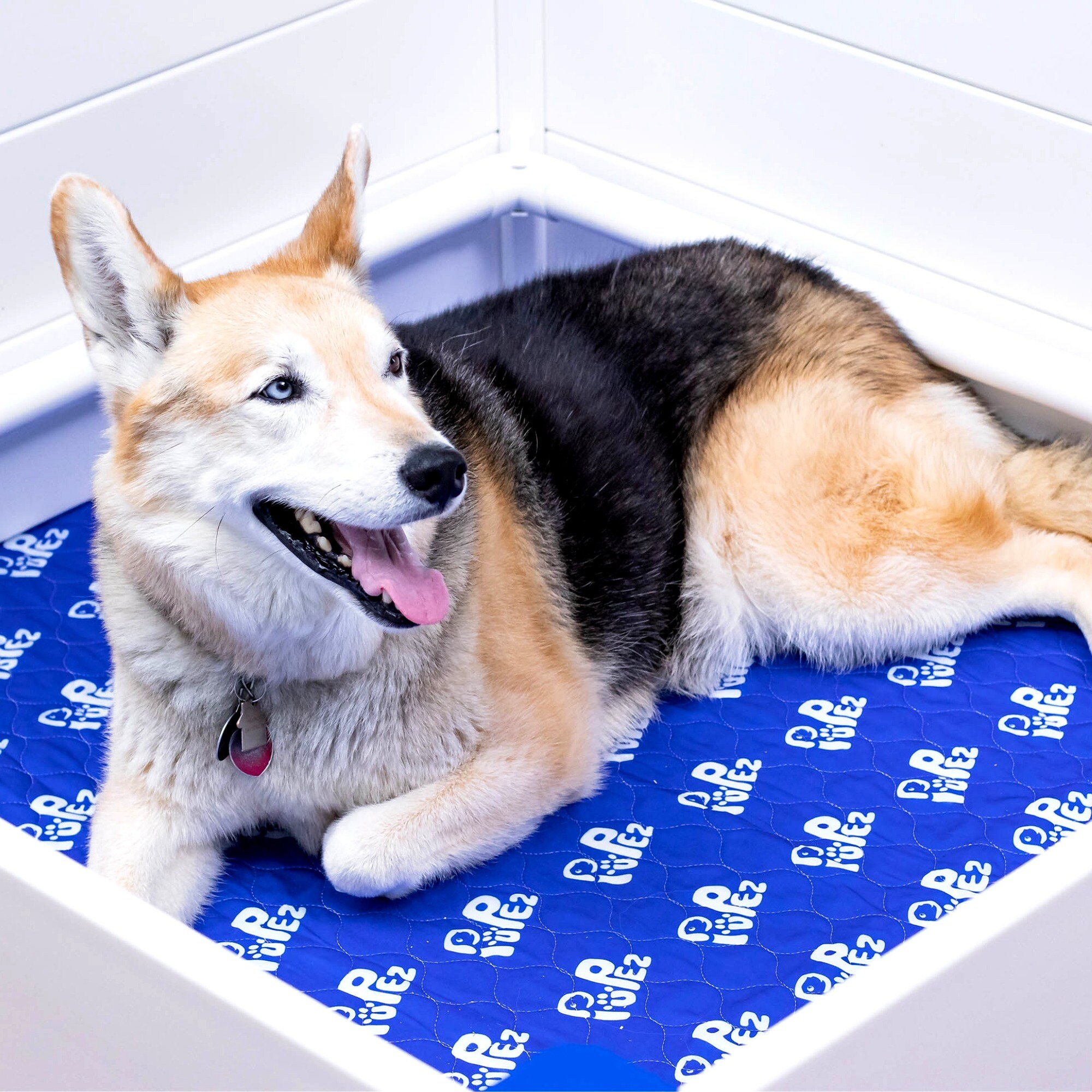 Dog birthing box online
