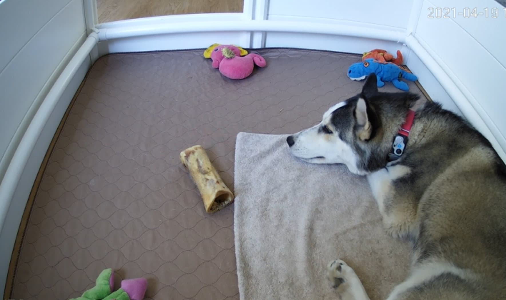 Whelping Box for Dogs Dog Whelping Box Dog Birthing Box Puppy Whelping