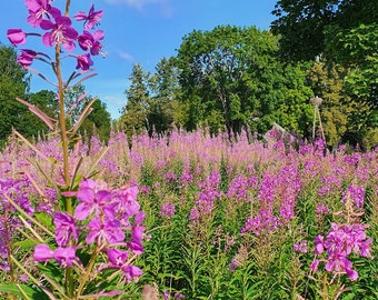 Ivan Chai / Weidenröschentee Fireweed fermentiert /1.75 oz (50g) / 3.5 oz (100g)/ Großes Blatt /100% rein/ Biologisch/ Handgemacht