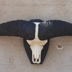 63.5 Inches World Record African Cape Buffalo Replica