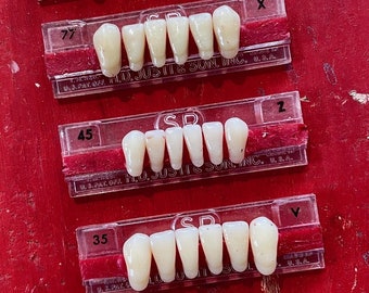 vintage denture teeth display samples, lot of 5