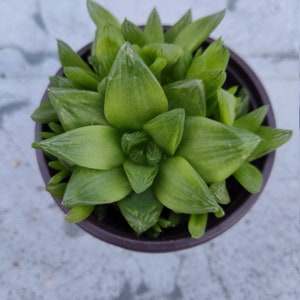 Haworthia Cymbiformis Var. Obtusa, rooted 3 inch container