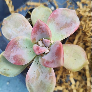 Graptopetalum '' California sunset " rooted 3inch container