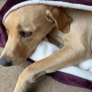 Cuddle Fleece Snuggle Sack Dog Bed: Burrow Sleeping Bag for Small to Large Dogs
