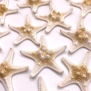 May include: A collection of white starfish with brown accents. The starfish are arranged in a random pattern on a white background.