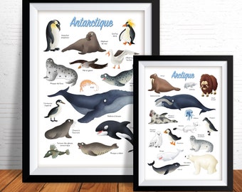 Affiche impression d'art illustrations animales des pôles arctique antarctique papier 210g mat décoration chambre d'enfant fait main