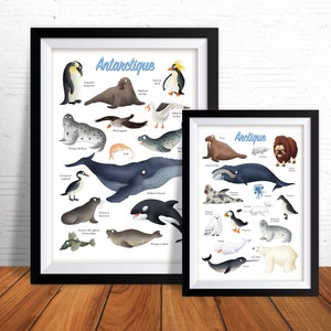 Affiche impression d'art illustrations animales des pôles arctique antarctique papier 210g mat décoration chambre d'enfant fait main