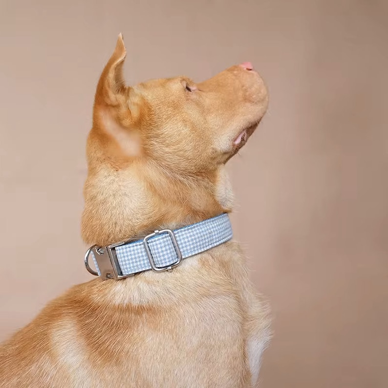 Op de afbeelding: Een lichtbruine hond met een lichtblauwe en witte geruite halsband met een zilveren gesp.