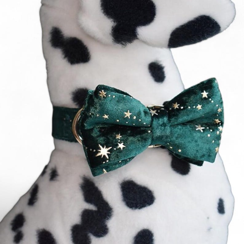 Puede incluir: Una pajarita de terciopelo verde con detalles de estrellas doradas para una mascota. La pajarita est&aacute; atada al cuello de un perro blanco y negro con manchas.