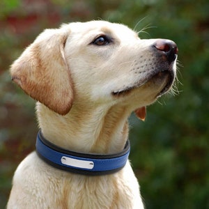 K&ouml;nnte beinhalten: Ein gelber Labrador Retriever, der ein schwarzes und blaues Lederhalsband mit einem silbernen Namensschild tr&auml;gt.