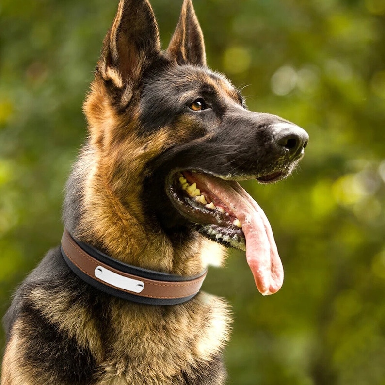 K&ouml;nnte beinhalten: Ein Deutscher Sch&auml;ferhund mit braunem und schwarzem Fell, der ein braunes Lederhalsband mit einem silbernen Namensschild tr&auml;gt.
