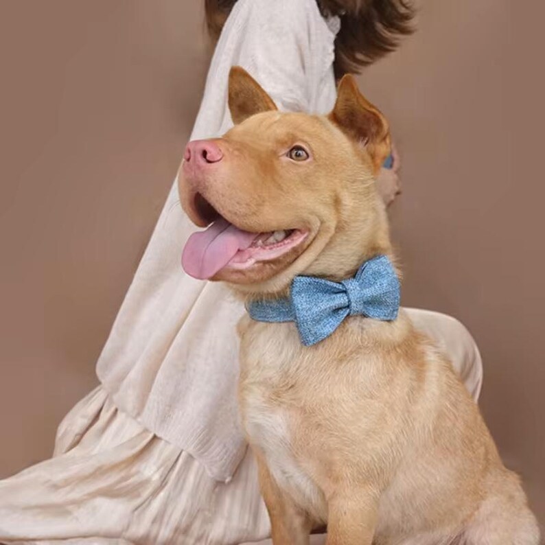Puede incluir: Un perro marr&oacute;n claro con una pajarita de mezclilla azul. El perro est&aacute; sentado y mirando hacia la izquierda del encuadre. El perro tiene la lengua fuera.