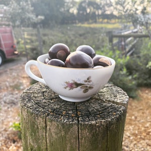 May include: A white teacup with a floral design, filled with brown buckeyes, sits on a weathered wooden stump.