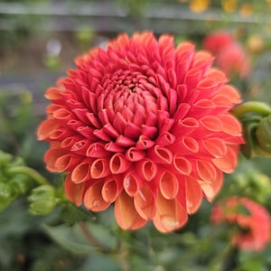 May include: A close-up of a vibrant orange dahlia flower with a ruffled, layered appearance. The flower is in full bloom and has a delicate, almost translucent quality.