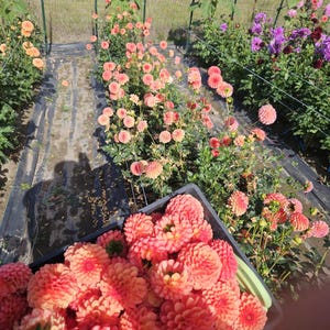 May include: A basket filled with a variety of freshly cut peach-colored dahlia flowers. The flowers are arranged in a basket and ready to be used in a floral arrangement.