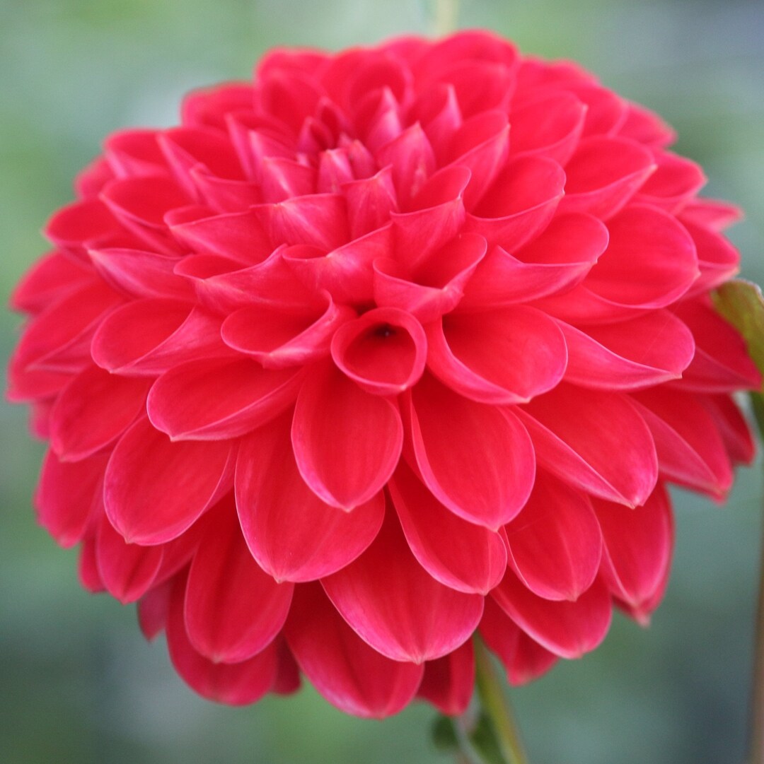 Benjamin Matthew Dahlia Tuber - Etsy