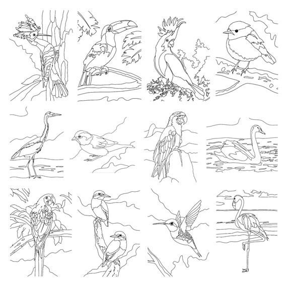 BIRDS Set  12 Printable Coloring Pages. Print at Home