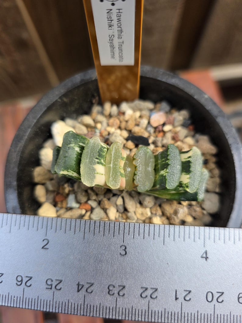 Nishiki Ruler Haworthia Truncata Nishiki 'sayahime' - Etsy