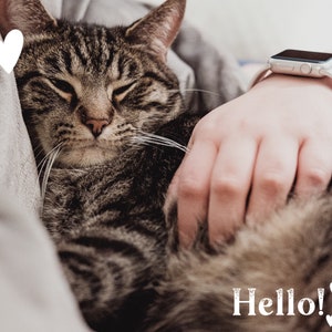 May include: A tabby cat with closed eyes is being petted by a person wearing a white watch. The cat is lying on a gray blanket with the text "Hello!" and hearts.