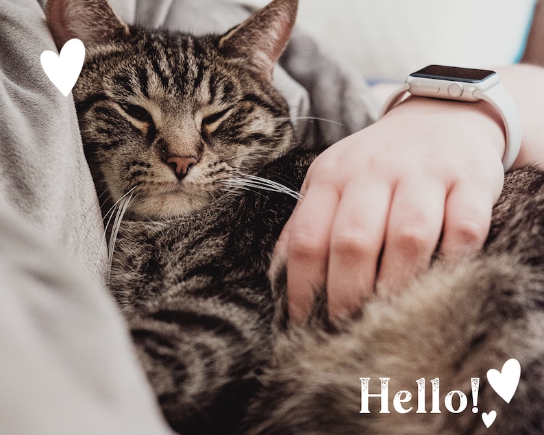May include: A tabby cat with closed eyes is being petted by a person wearing a white watch. The cat is lying on a gray blanket with the text "Hello!" and hearts.
