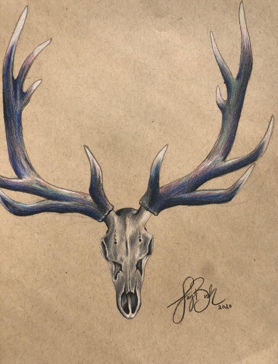 Elk Skull Drawing