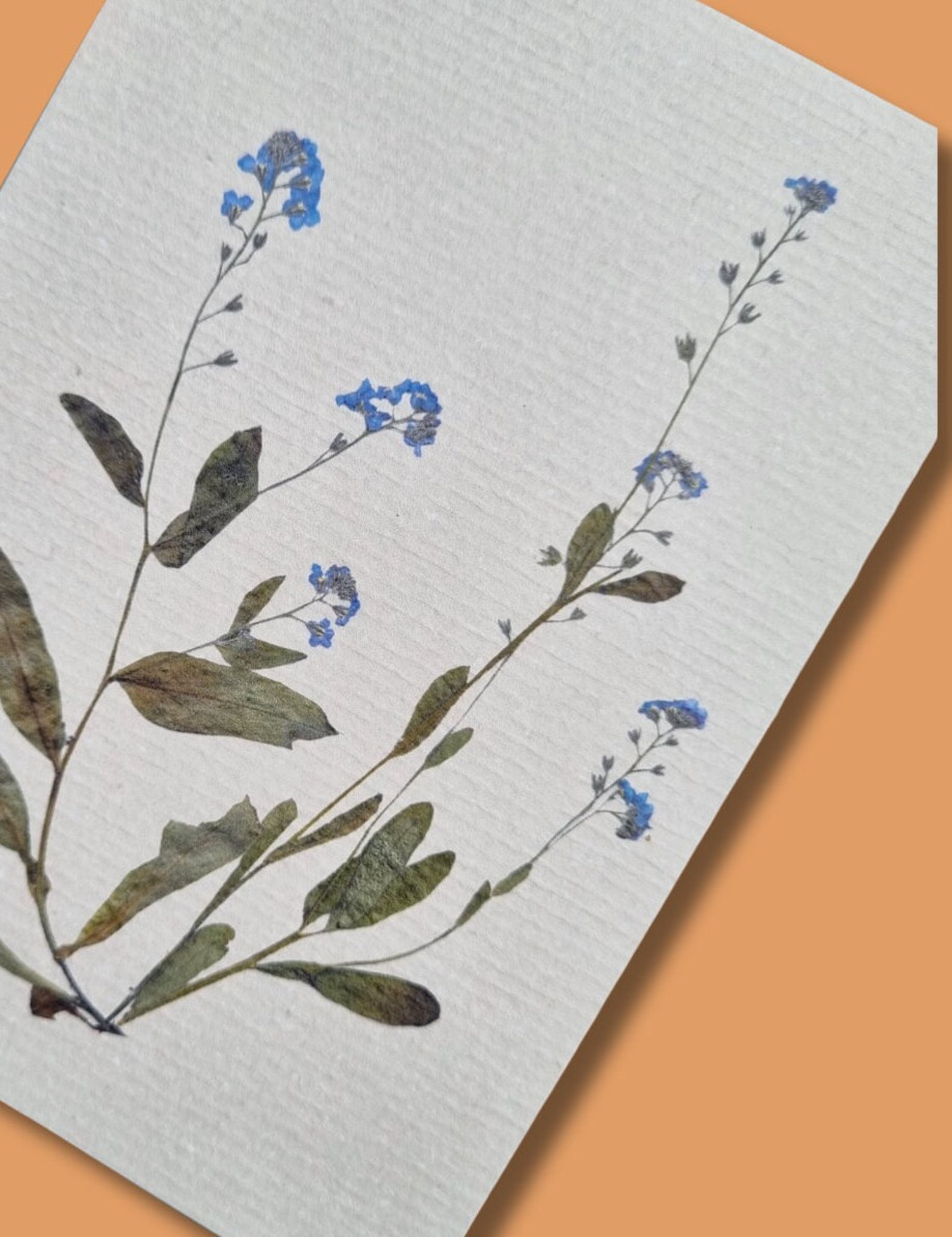 Blulu Vergeet-Me-Nietjes Natuurlijke Gedroogde Bloemen Zilveren