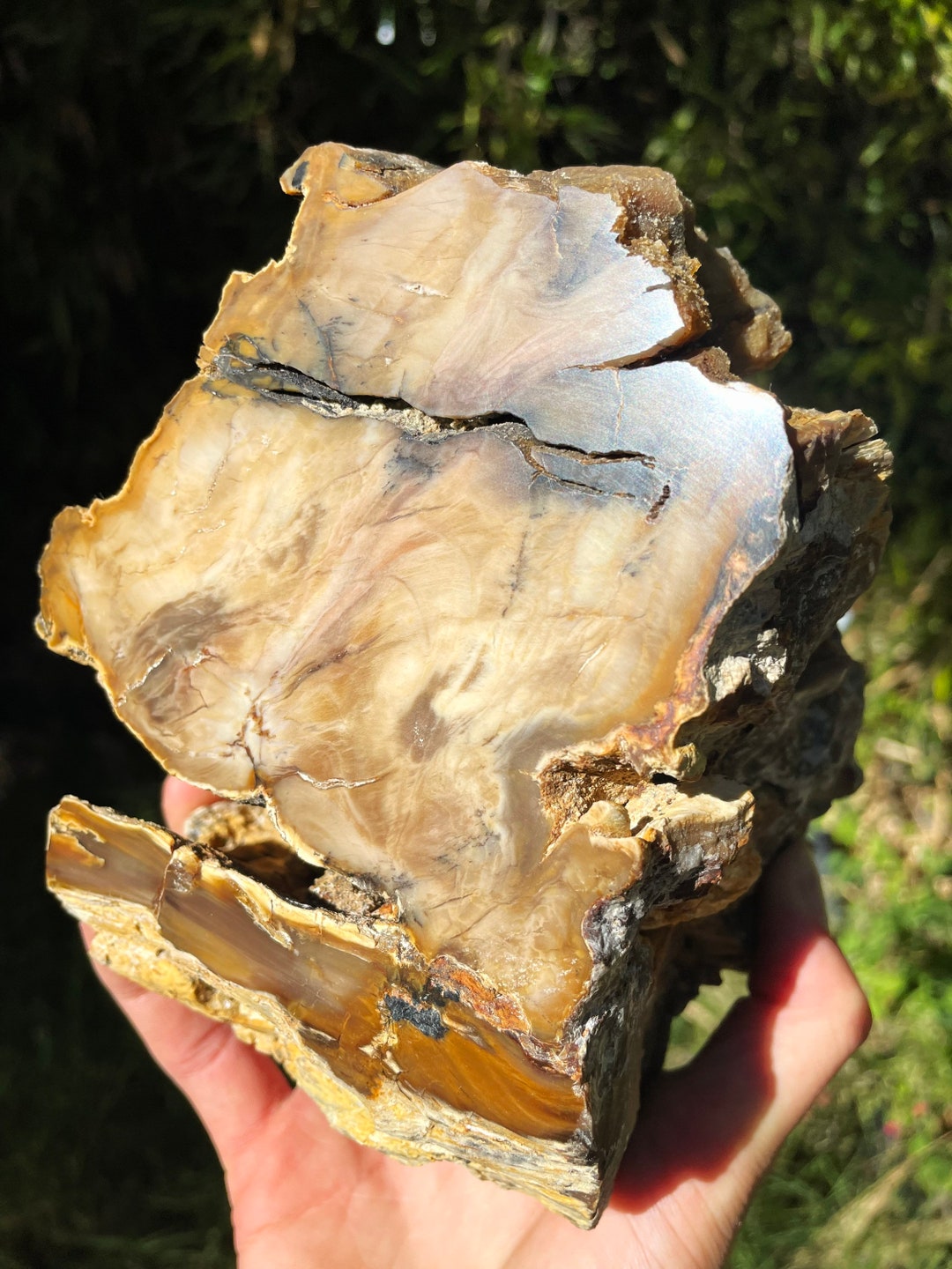 Large Agatized Wood Washington State Etsy