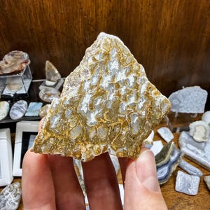 May include: A hand holds a triangular, textured rock with a pattern of beige and white. The rock's surface has a network of small, irregular shapes. Other rocks and minerals are visible in the background, suggesting a collection or display of geological specimens.