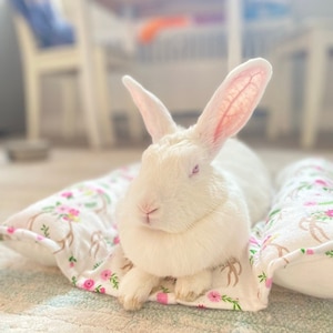 Lits de lapin