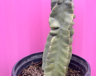 Totem Pole Cactus Major | obesa | approx 14.5” to soil fully rooted