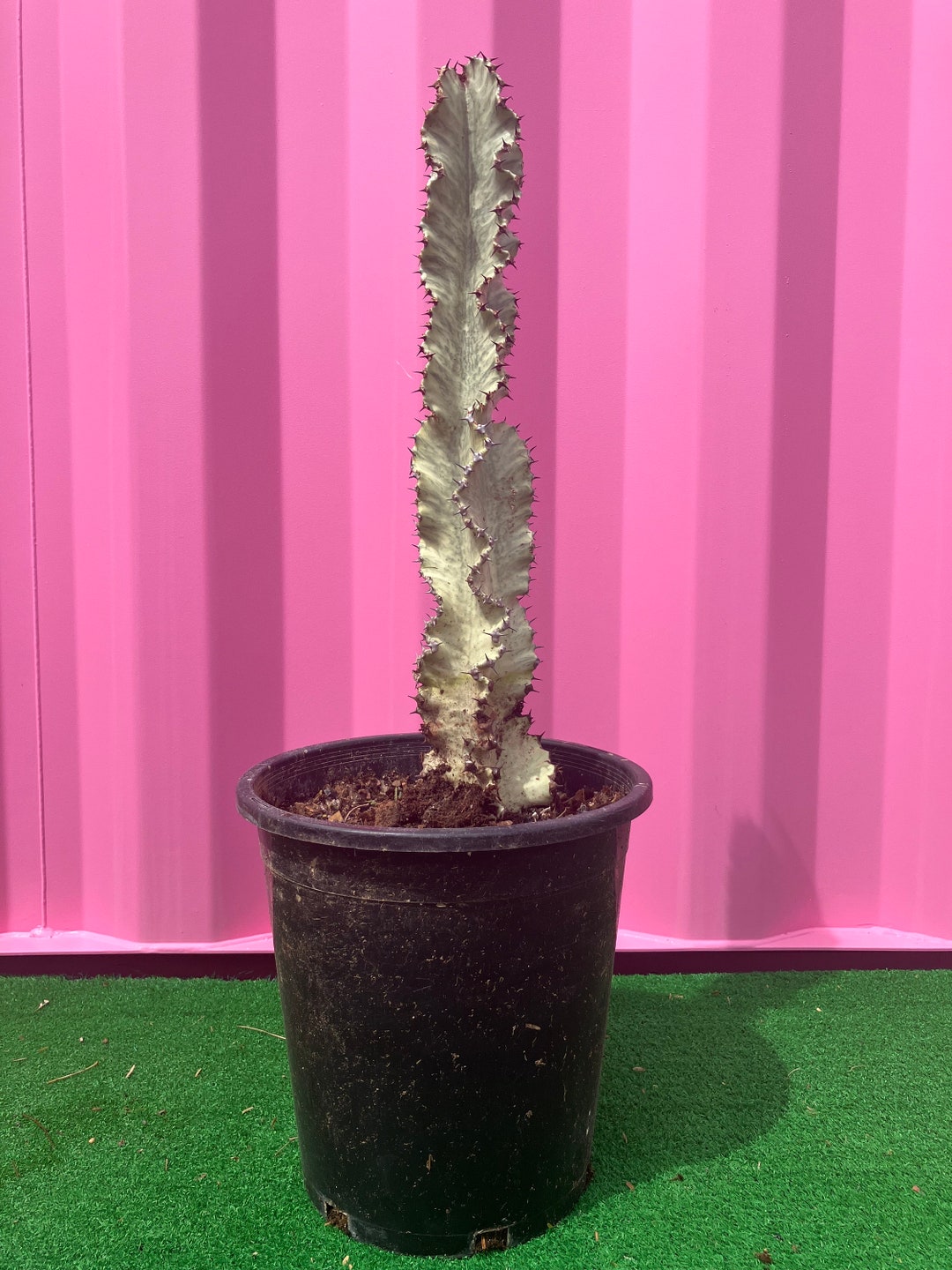 African Golden Candelabra Euphorbia Ammak Beautifully Variegated 15