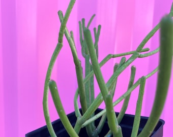 Firestick plant Rooted | Euphorbia Tirucalli