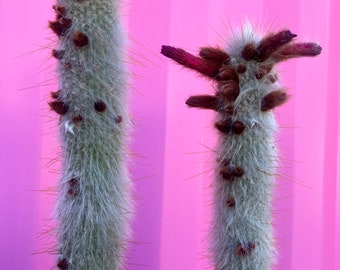 Silver torch Cactus pair - 30”+ fully rooted