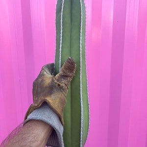 Mexican fence post Cactus Cuttings