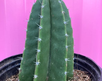 Senita cactus - Lophocereus schottii - fully rooted 8.5” tall