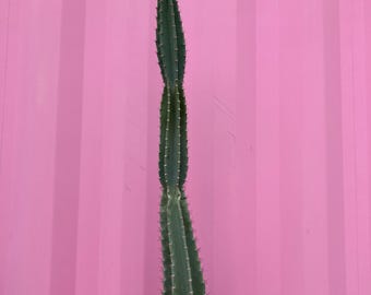 Peruvian Apple Cactus Cereus Repandus - Etsy 日本