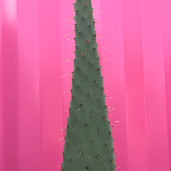 Cow tongue prickly pear cuttings 12” +