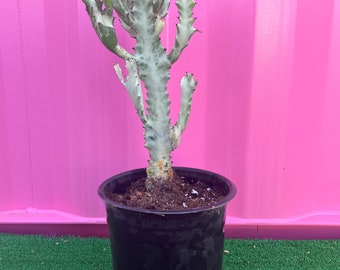 Dragon Bones - euphorbia lactea - euphorbia white ghost - beautifully variegated - 10” + inches tall