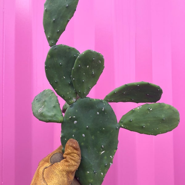 Cochineal nopal cactus cuttings