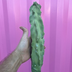 Esquejes menores de cactus tótem