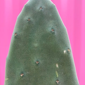Opuntia ficus indica elongated form image 2