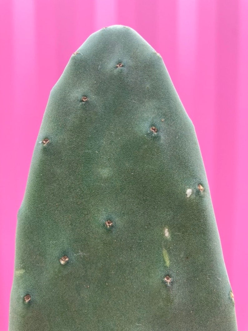 Opuntia ficus indica elongated form image 2