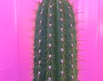 Golden Torch Cactus - rooted 10”+