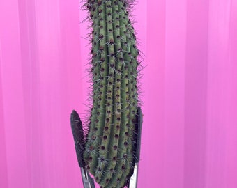 Stenocereus thurberi | Organ pipe cactus cutting | sized 10”+