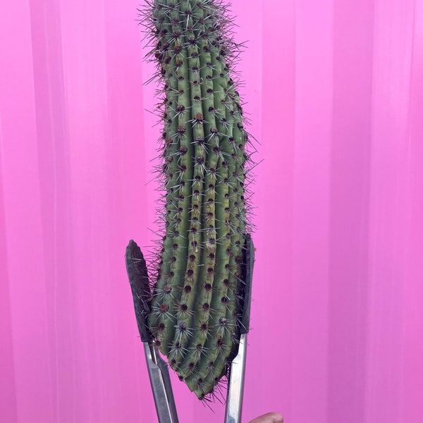 Stenocereus thurberi | Organ pipe cactus cutting | sized 10”+