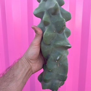 Totem Pole Cactus Major | obesa Cuttings