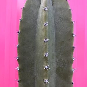 saye cactus Senita Cactus 12"-14"