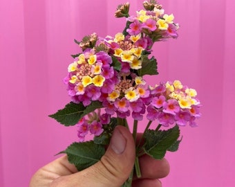 Pink lantana - live plant