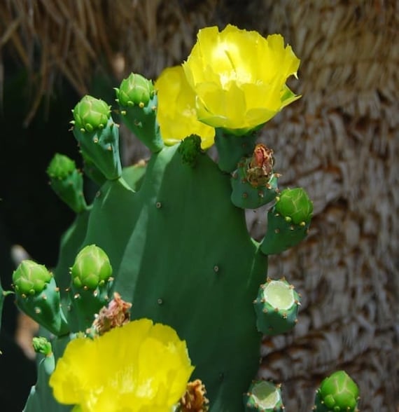 Opuntia Gomei “old Mexico” - Etsy